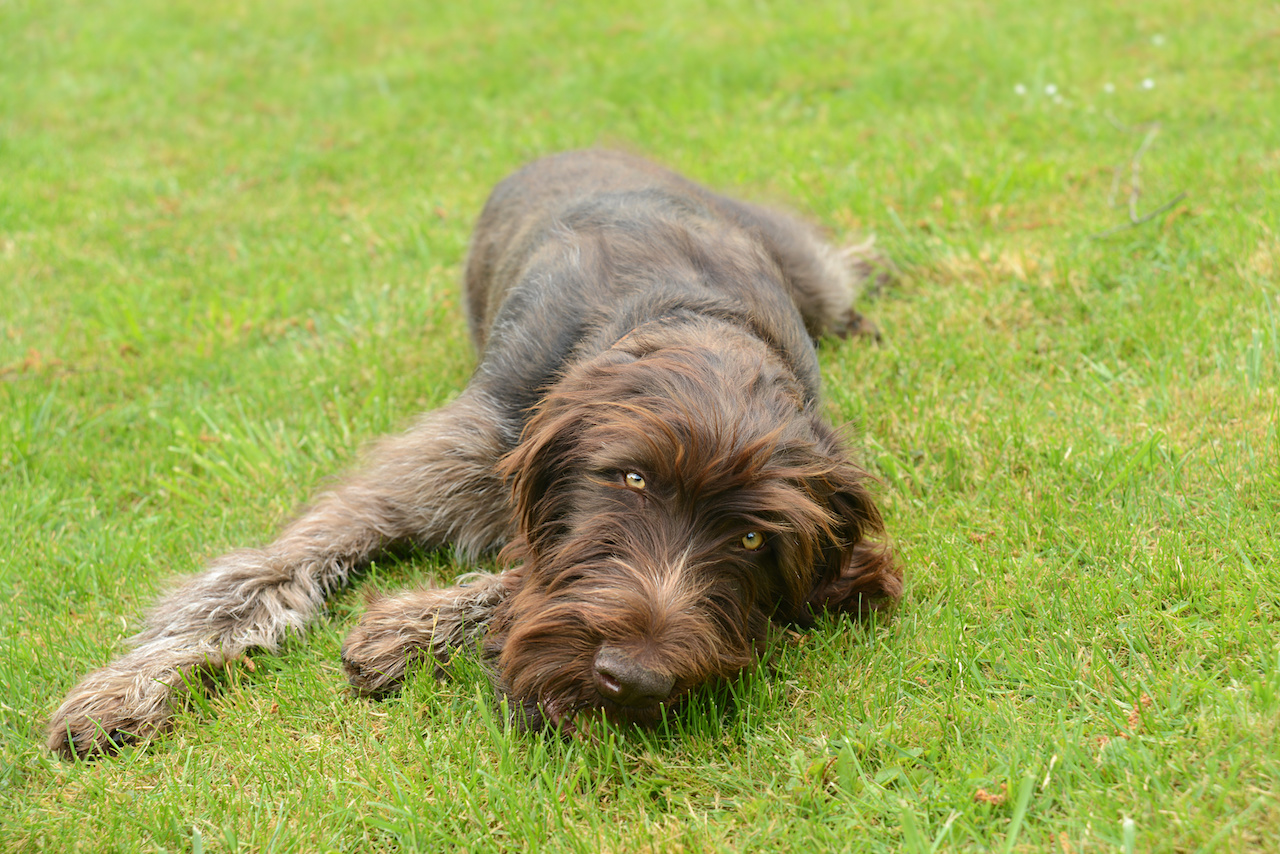 Jagdhund Liegend