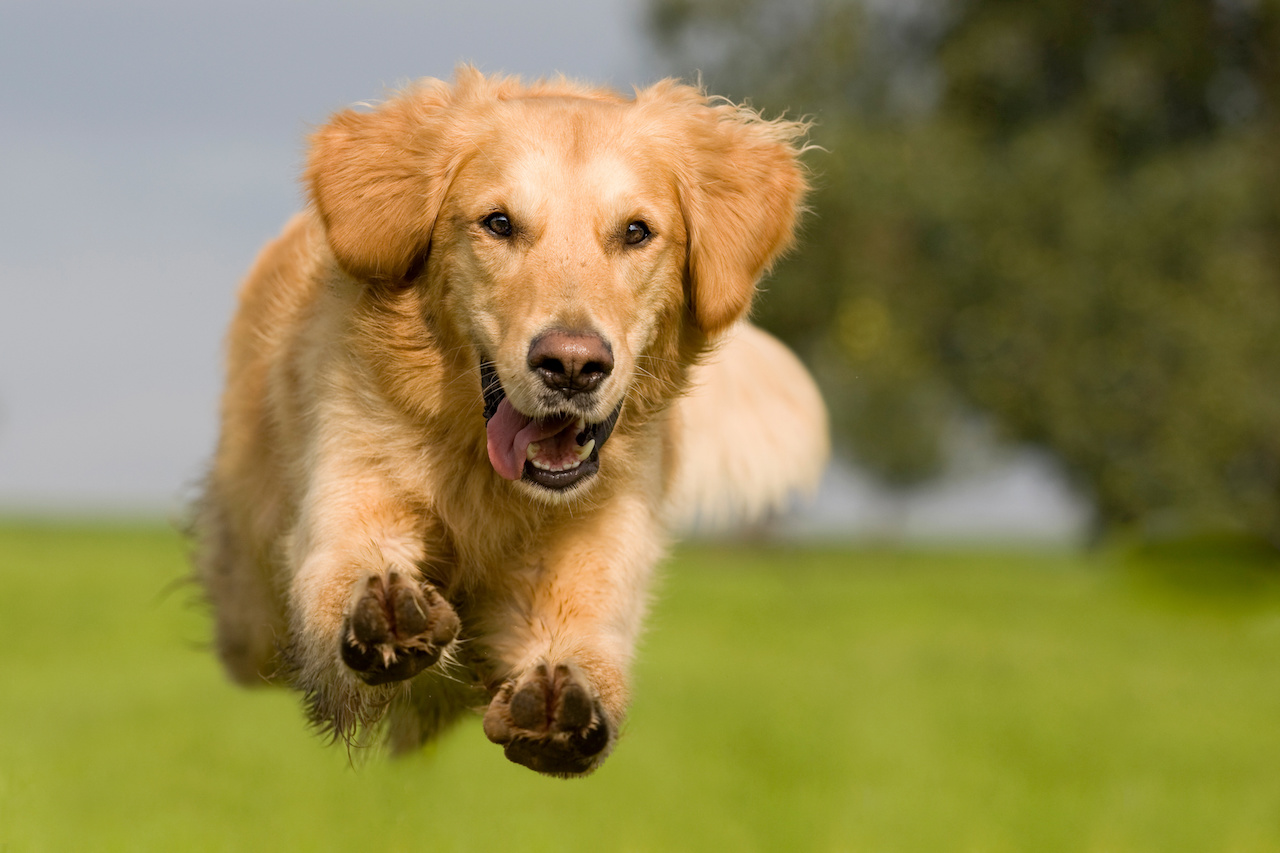 Golden Retriever im Sprung