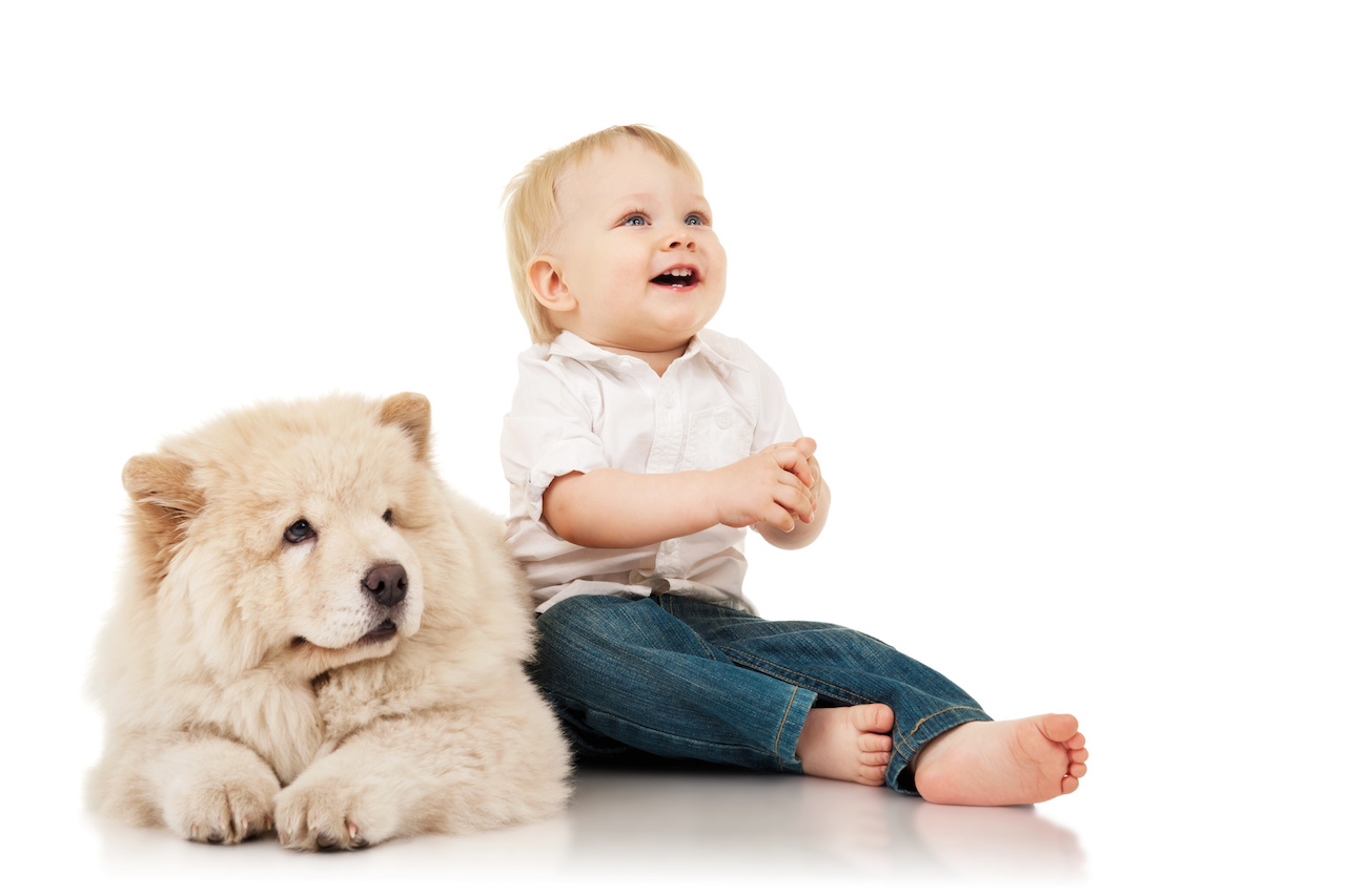 Chow Chow - #125089933 | Urheber: Natalia Chircova Fotolia.com
