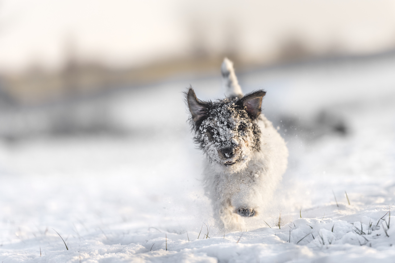 Hund spielt im Schnee