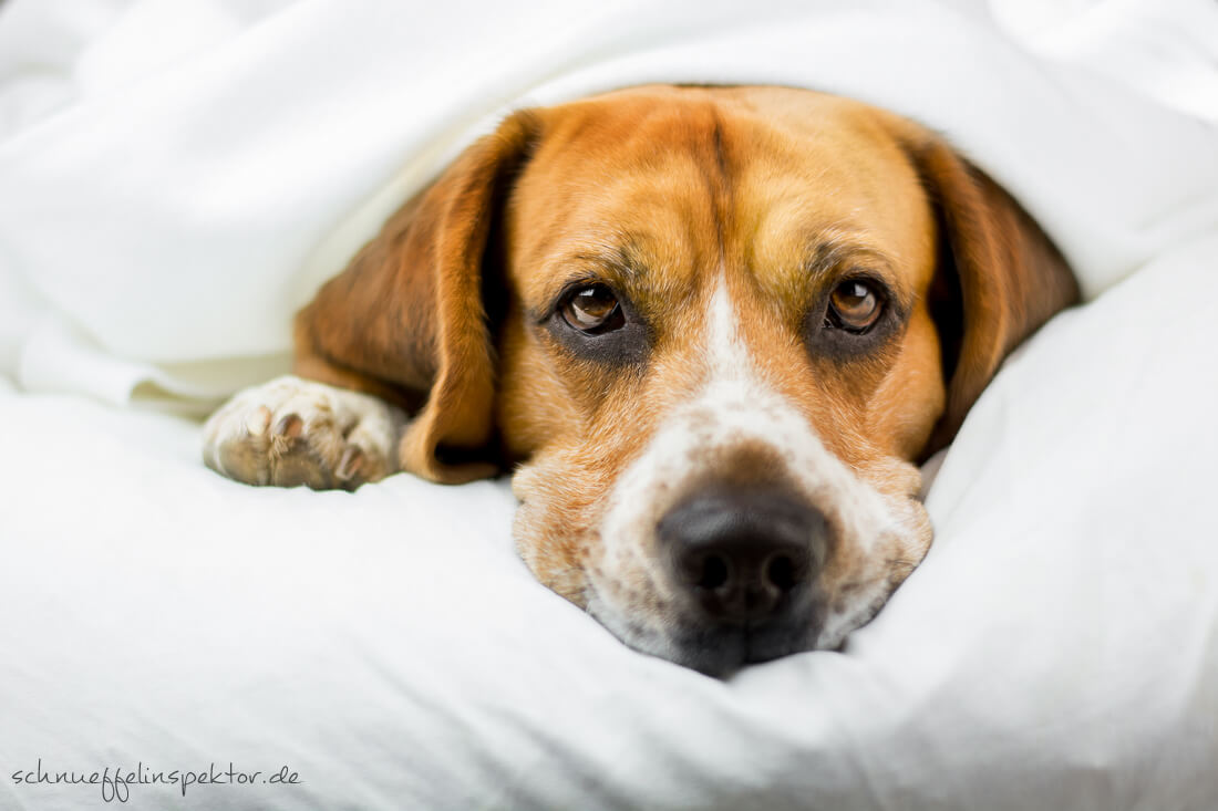 beagletimmy4