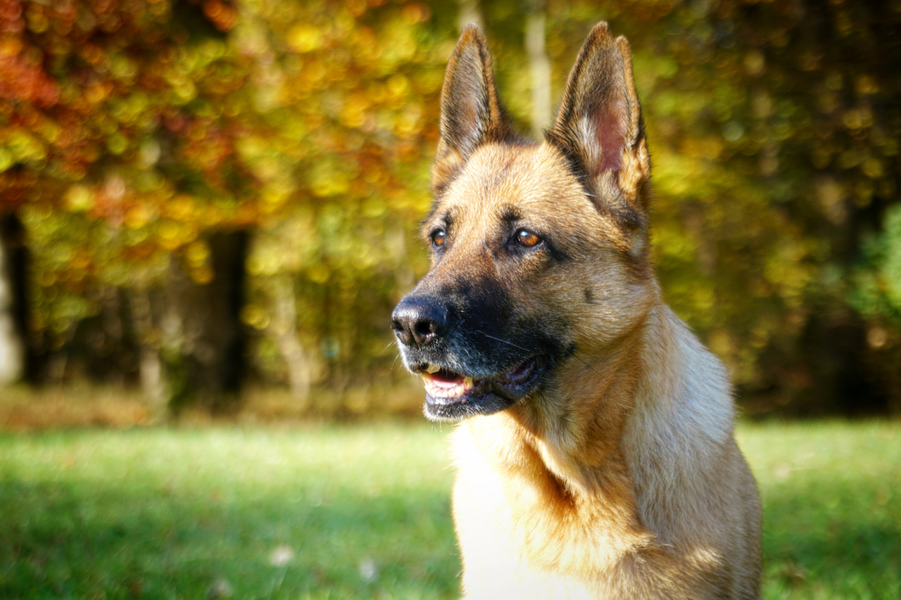 deutscherschaeferhund - #132998159 | Urheber: KunstundKultur.org Fotolia.com