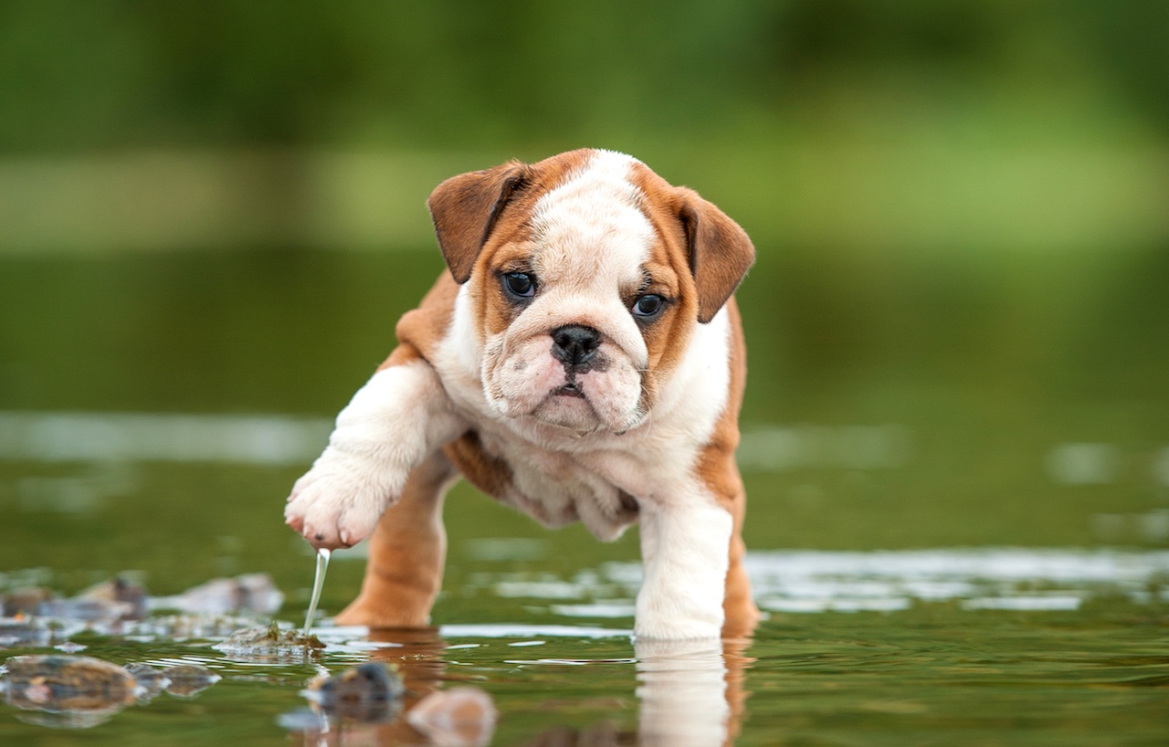 englischebulldogge