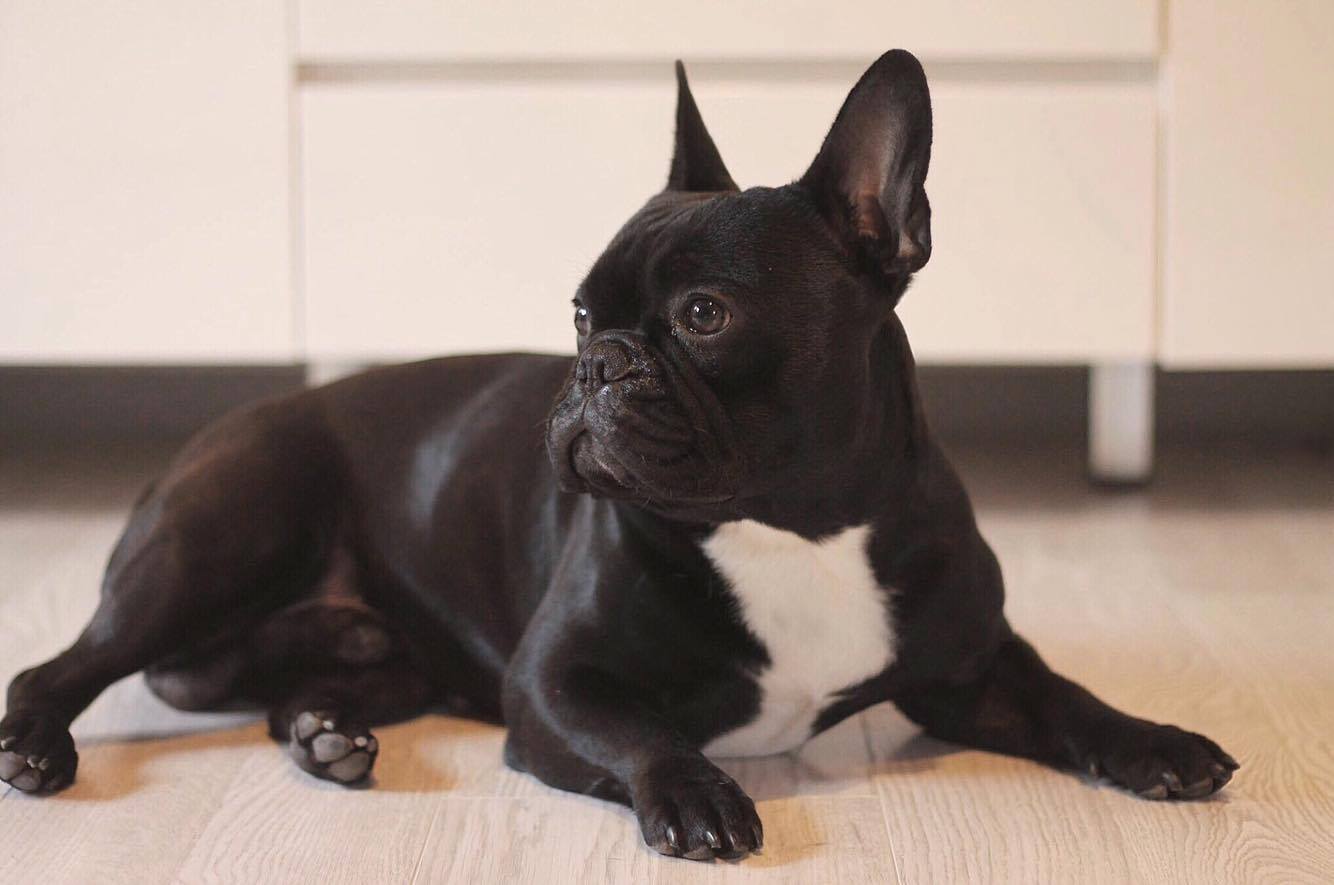 frenchi2