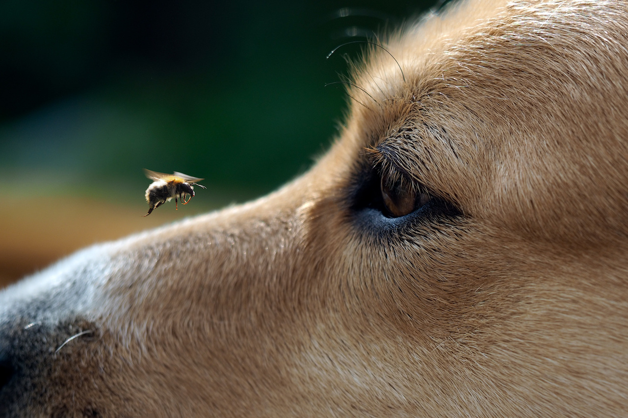 hundbiene