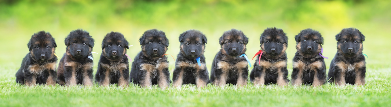 hundebande