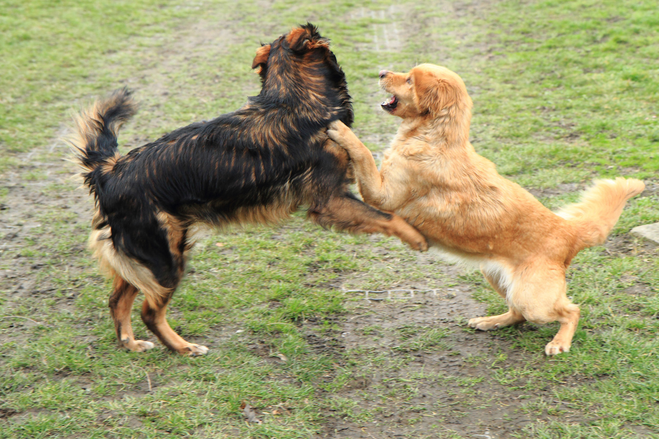 hundebeißerei