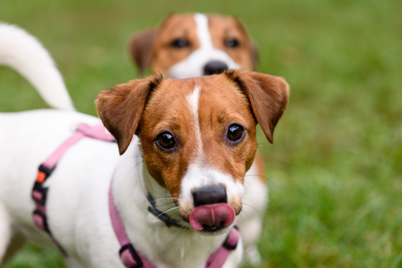 hundegeschirr1