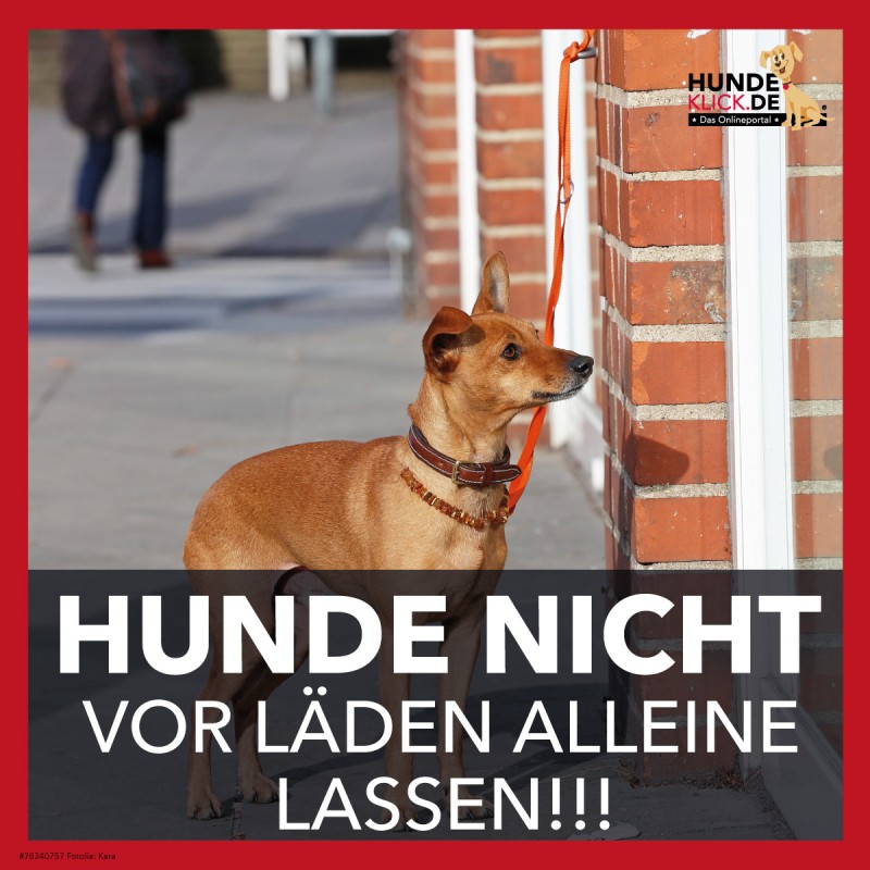 hundenichtvor
