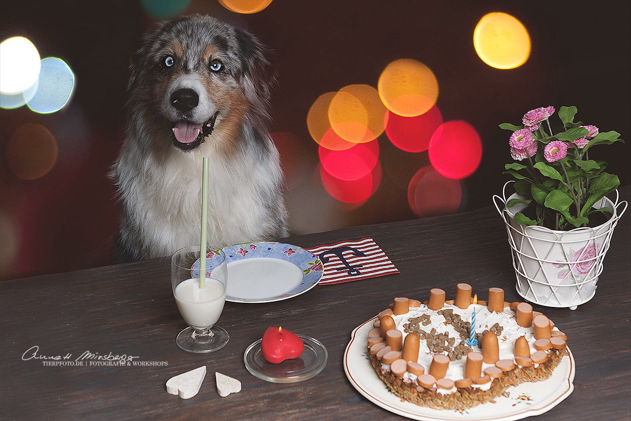 hundetorte