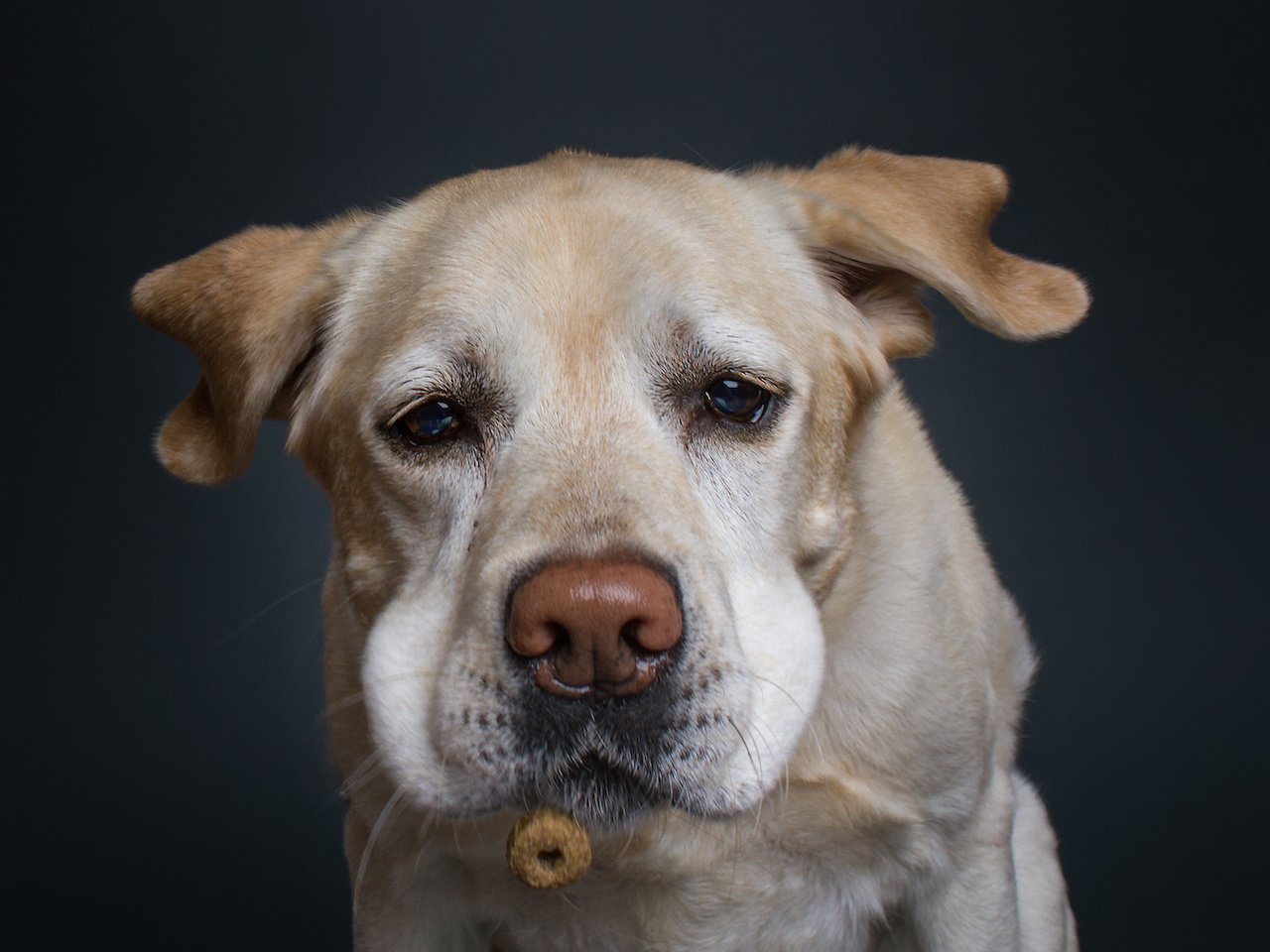 hundfaengtfutter