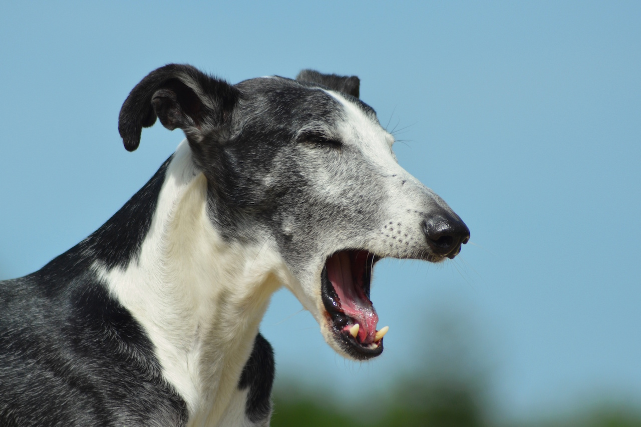 hundgaehnen
