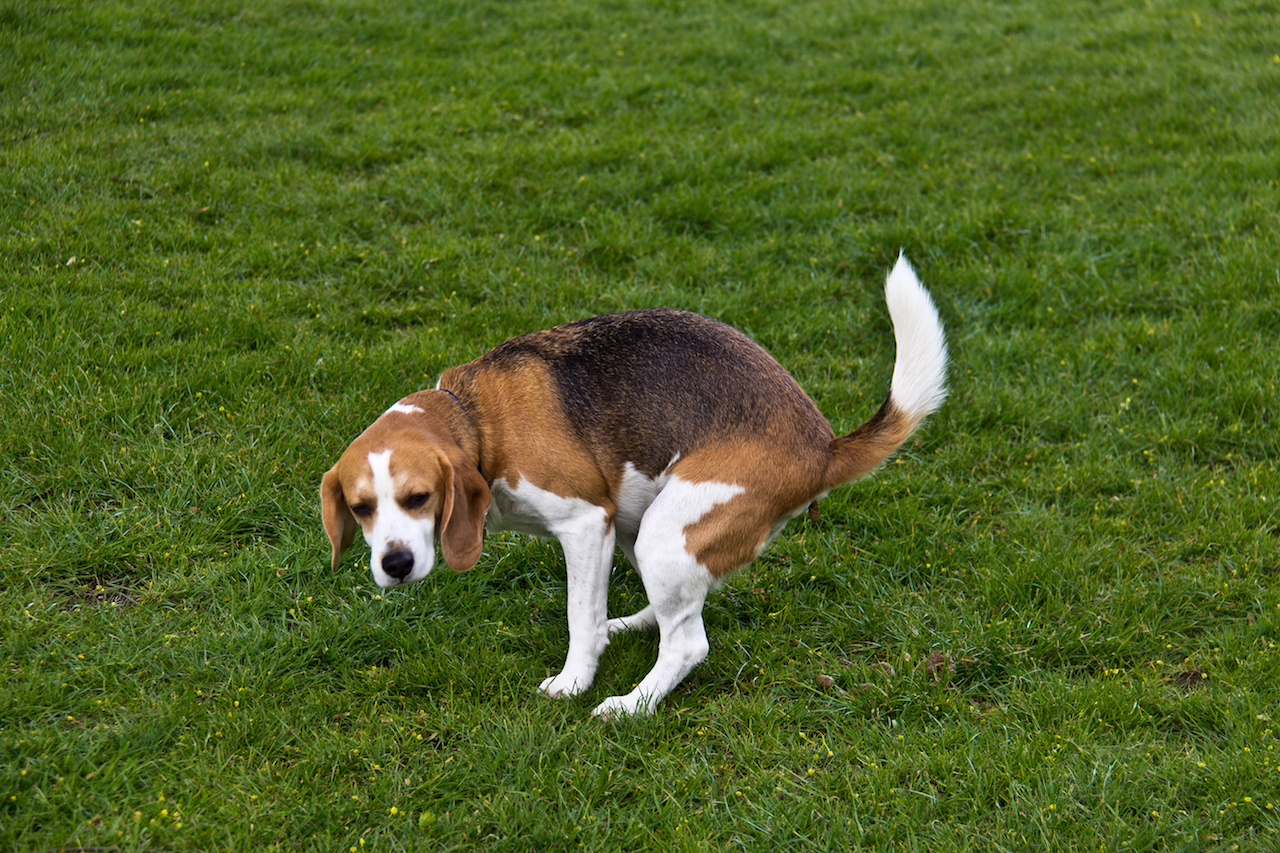 hundhaufen