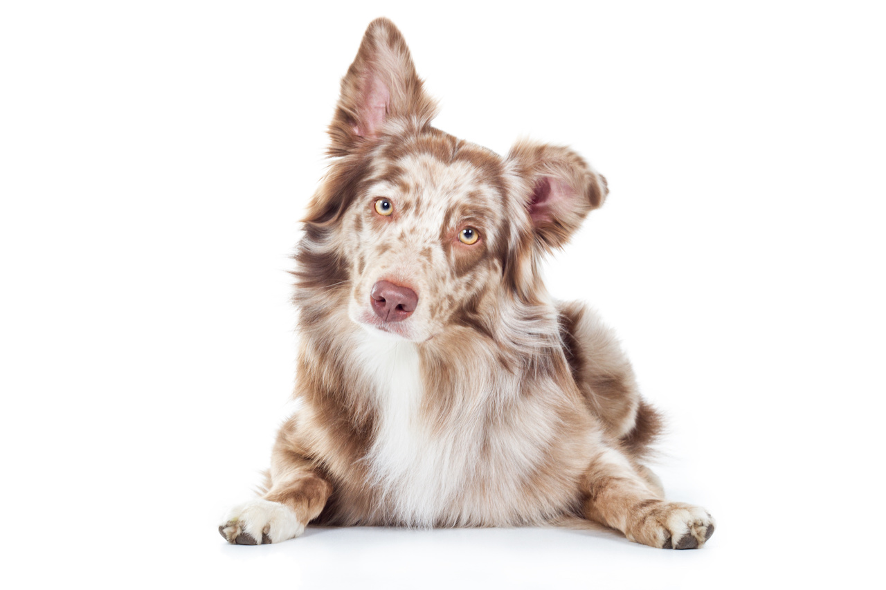 hundkopf1