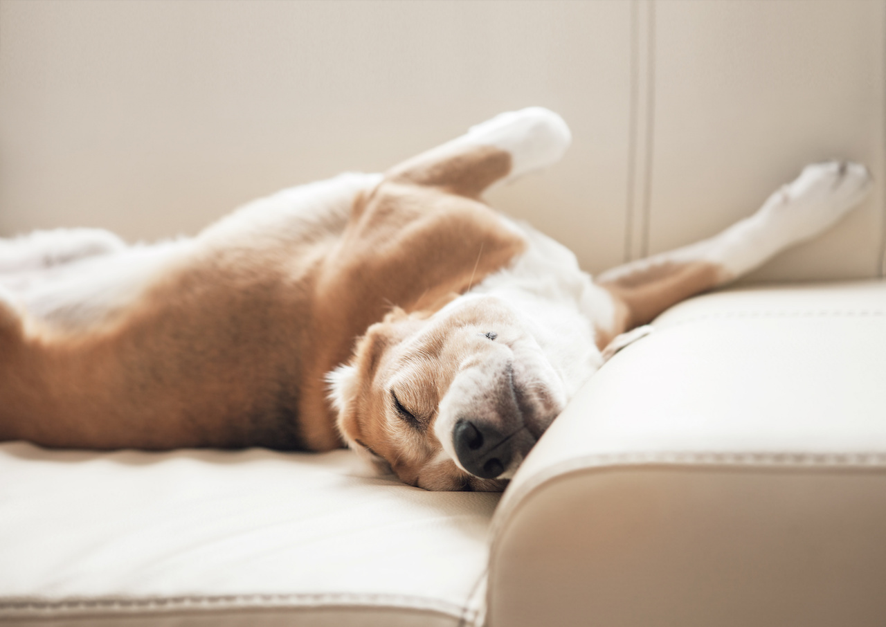 hundschlafen