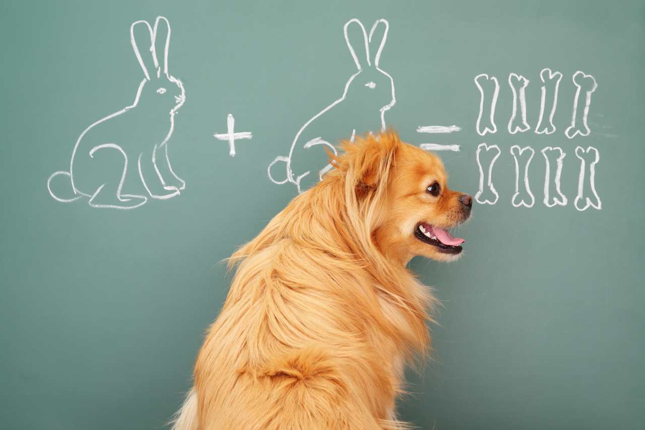 hundschlau