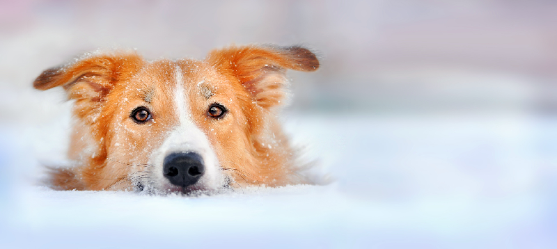 hundwinter
