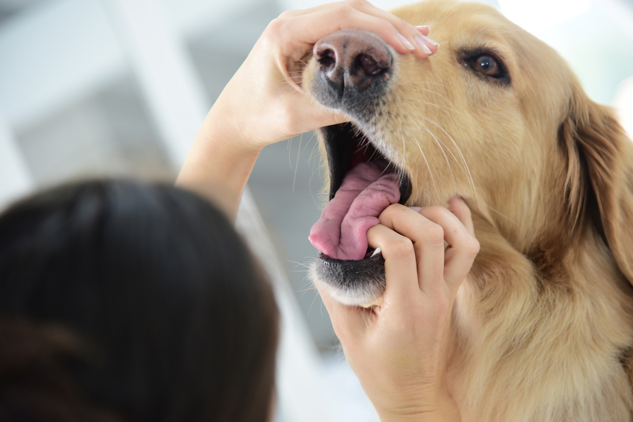 mundgeruchbeimhund