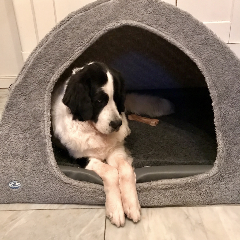 naneiglu