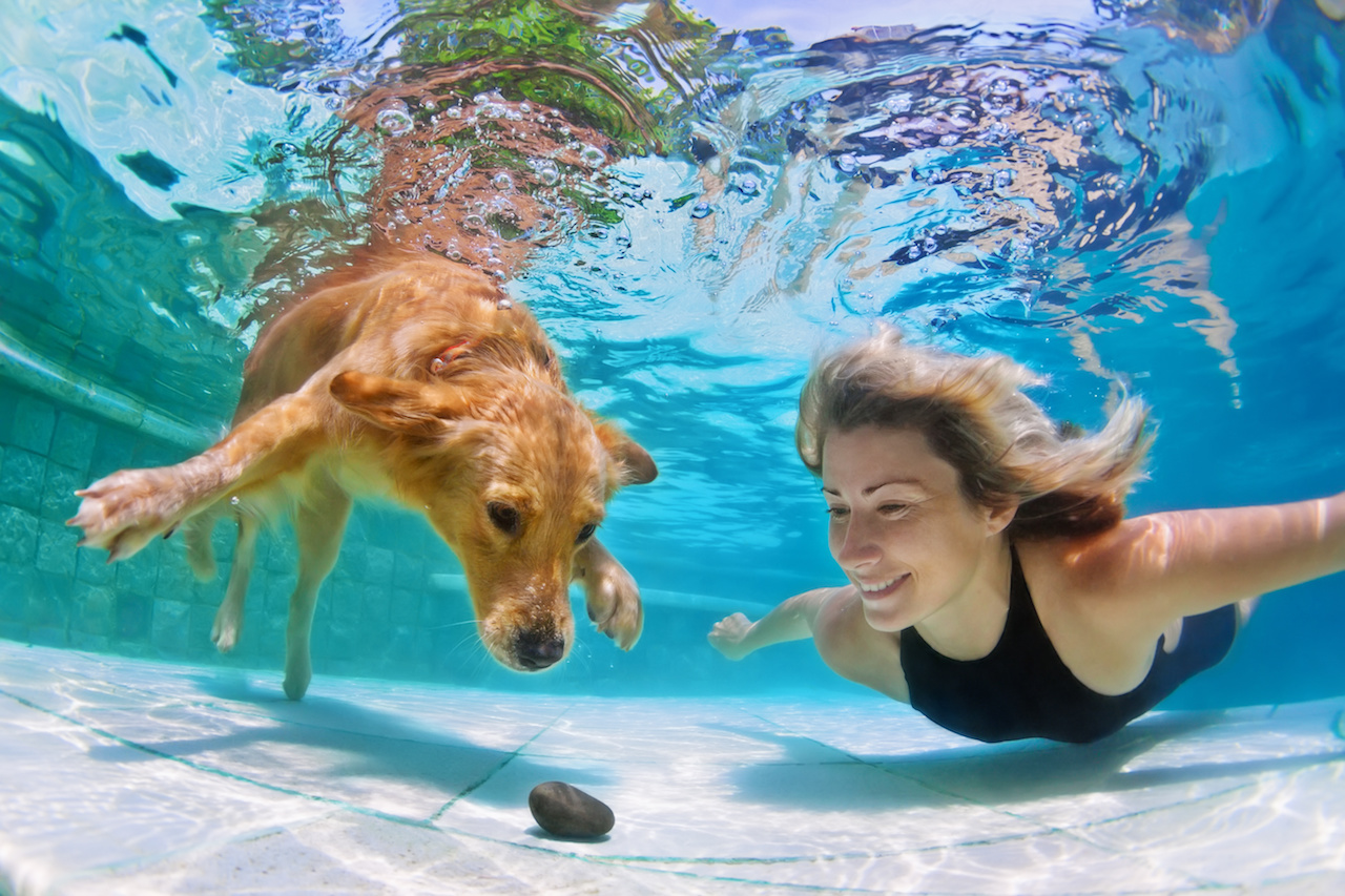 poolhund