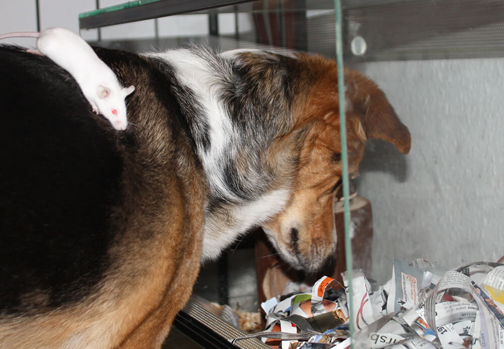 sadie beim spielen im gehege
