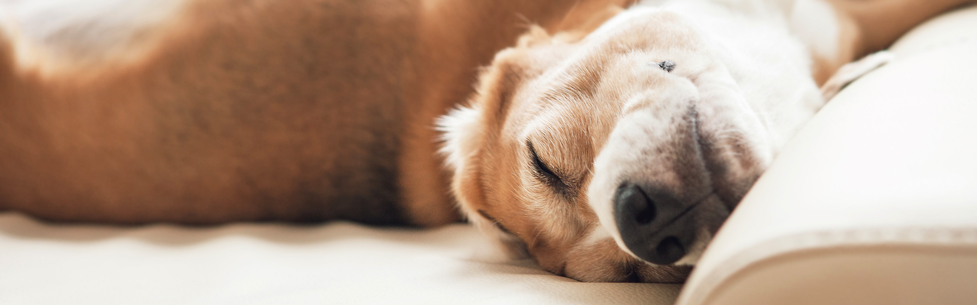 Warum lecken Hunde