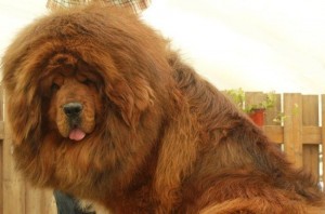 tibetan mastiff 2 300x1981