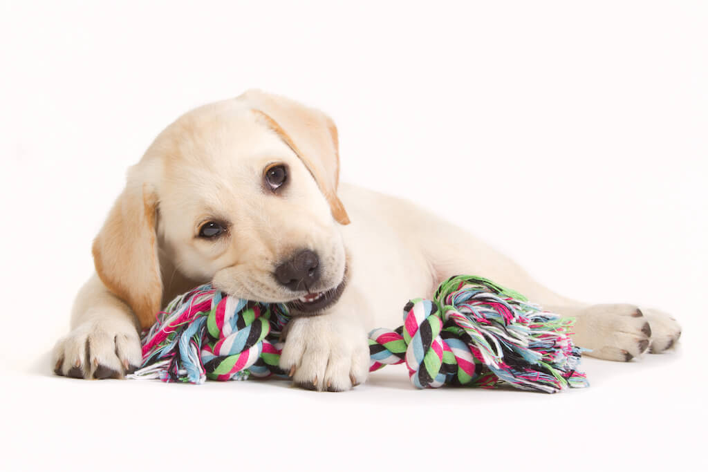 Welpe mit Hundespielzeug