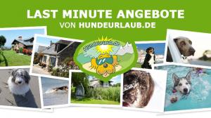 Urlaub mit Hund in Holland