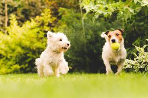 In der Nähe fremder Hunde bleibt das Spielzeug...