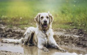 Warum wälzen sich Hunde im Dreck...oder in Schei.e?