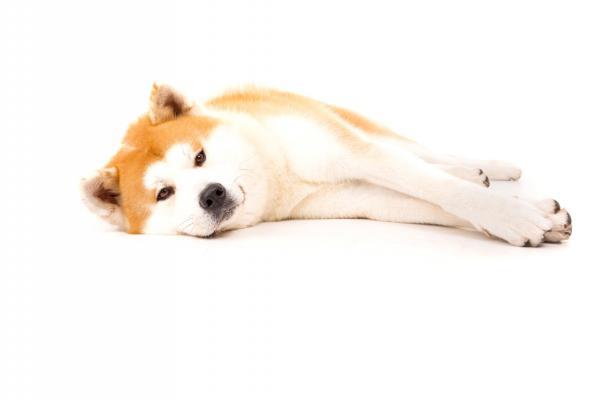 Hachiko - Eine wunderbare Freundschaft