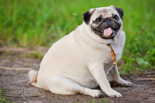 Übergewicht beim Hund