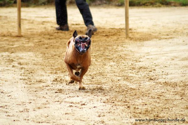 Hunderennen in Höltigbaum