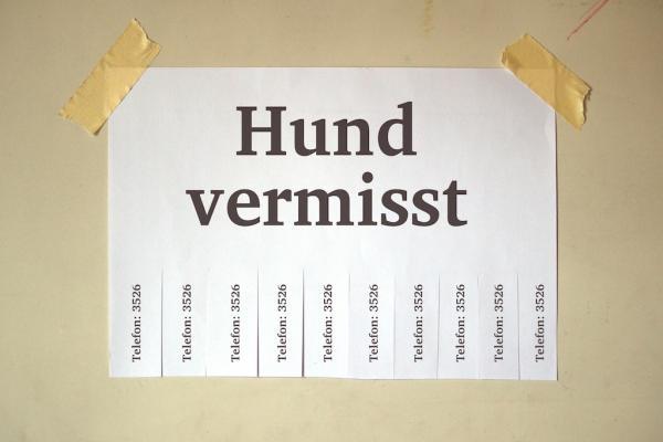 Hund entlaufen - was ist zu tun!