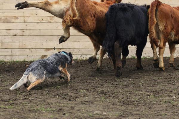 Herding Workshop