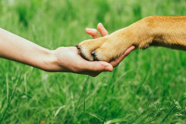 Was ist Tierkommunikation?