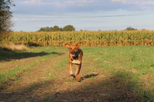 Bist du ein Hundejunkie?