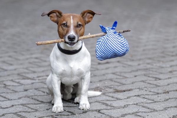 The Dogfinder - Finde deine Fellnase