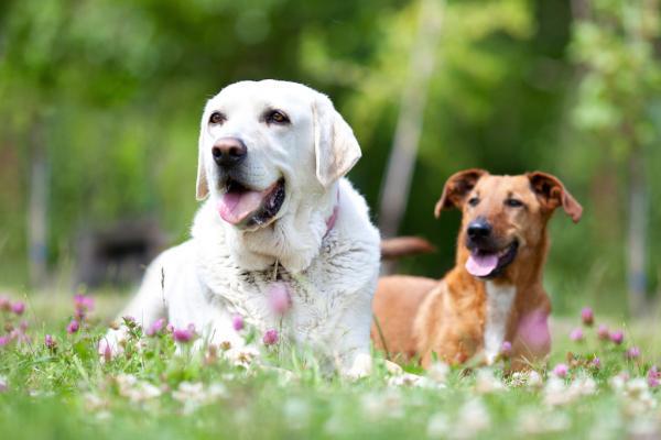 Wulksfelde - wo Hunde „Hund sein“ dürfen!