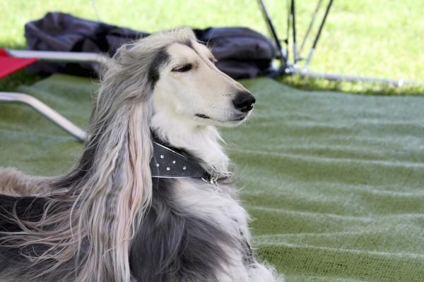 Wir waren auf der Doglive in Münster!