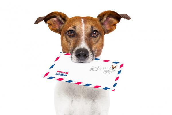 Briefmarken mit eurem Vierbeiner!
