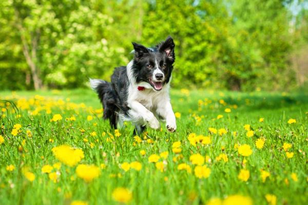 Milas und Kaddies Hundewiesentest - Dulsberg
