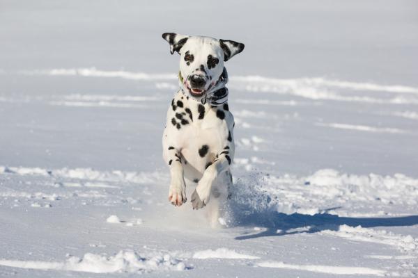 Winter mit Hund - Auf was muss ich achten!