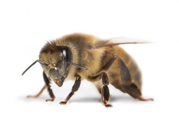 Insektenstich