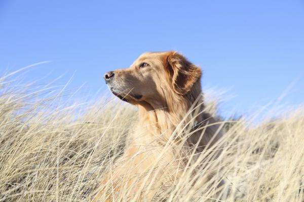 Urlaub mit Hund auf Sylt