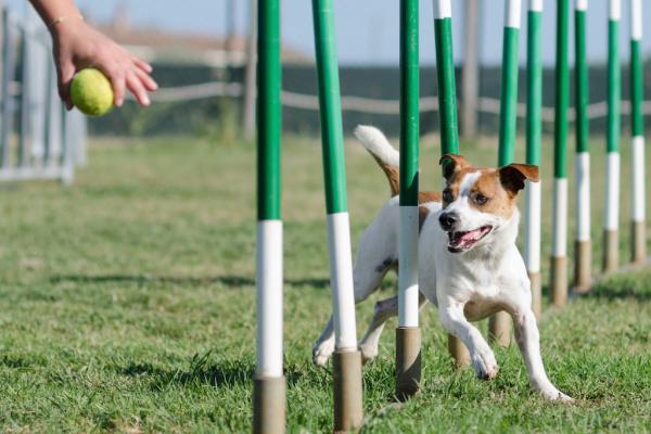 Agility