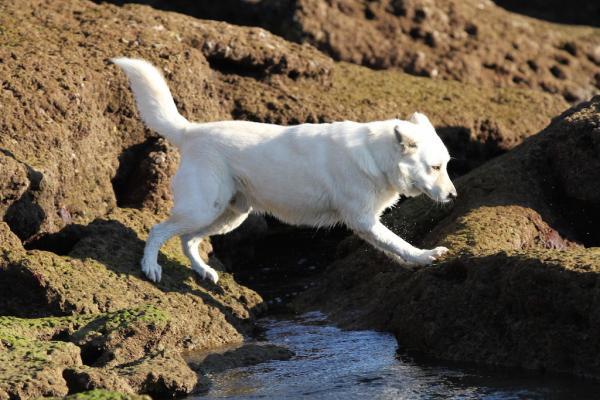 Dog-Caching