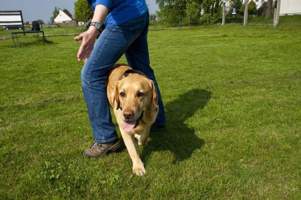 Dogdancing