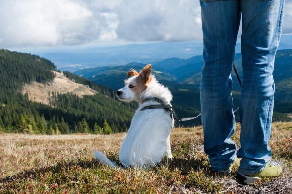 Dogtrekking
